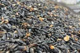 Релоковане агропідприємство з Херсонщини розвиває виробництво на Поліссі