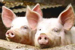 Протягом вересня поголів'я свиней зросло незначно