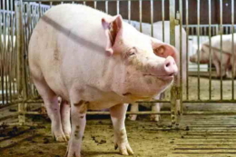 Має з’явитися поняття «зріла свинина», ‒ думка