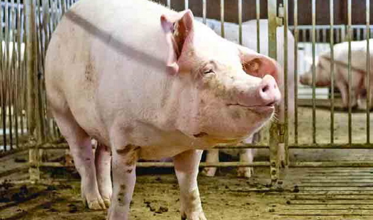 Має з’явитися поняття «зріла свинина», ‒ думка