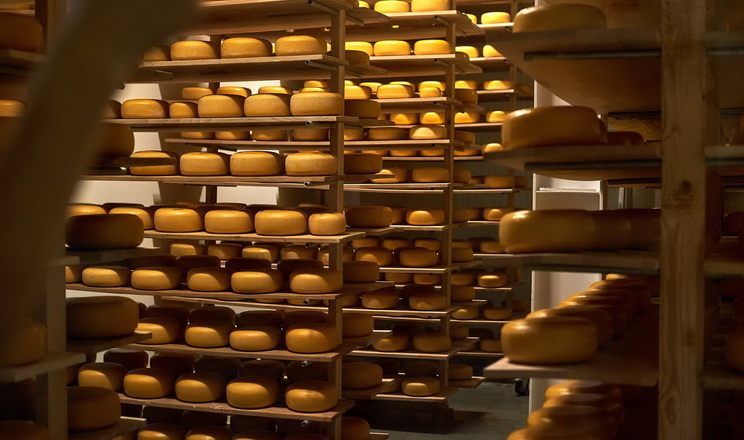 Світові ціни на молочну продукцію падають четвертий місяць поспіль