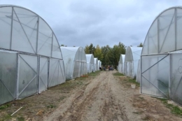 На Київщині продають 70% тепличного комплексу