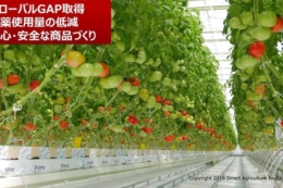 Японія готується до стрибка в агровиробництві, – експерт