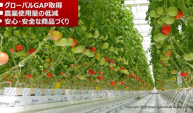 Японія готується до стрибка в агровиробництві, – експерт