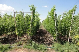 V-подібна форма лози збільшує продуктивність і заощаджує робочу силу