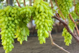 Тепличний виноград на Дніпропетровщині дає 5 тонн зі 100 кв. м