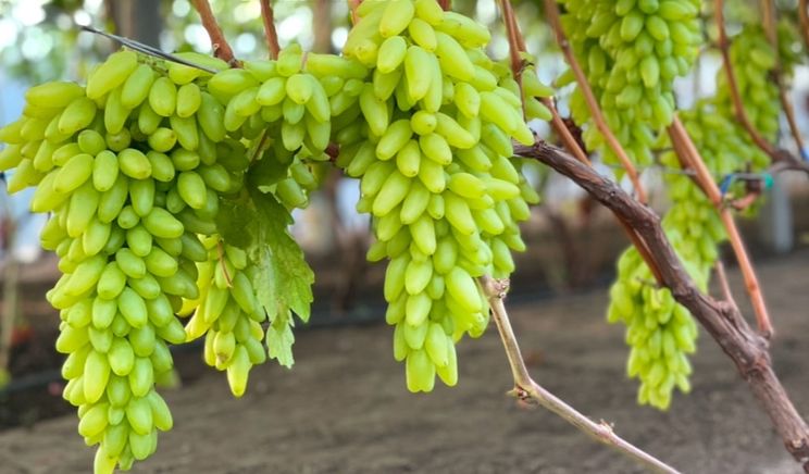 Тепличний виноград на Дніпропетровщині дає 5 тонн зі 100 кв. м