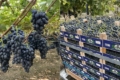 Молдовська компанія збільшує постачання столового винограду до Європи