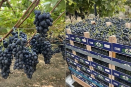 Молдовська компанія збільшує постачання столового винограду до Європи