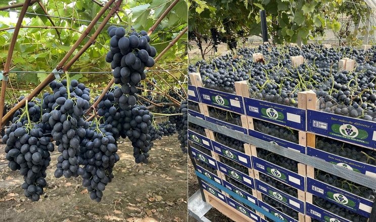 Молдовська компанія збільшує постачання столового винограду до Європи