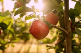 Яблуко Tutti отримало нагороду за стійкість до потепління клімату