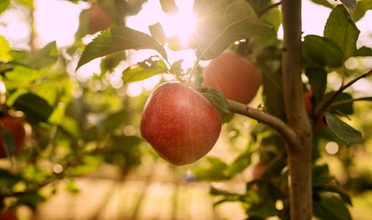 Яблуко Tutti отримало нагороду за стійкість до потепління клімату