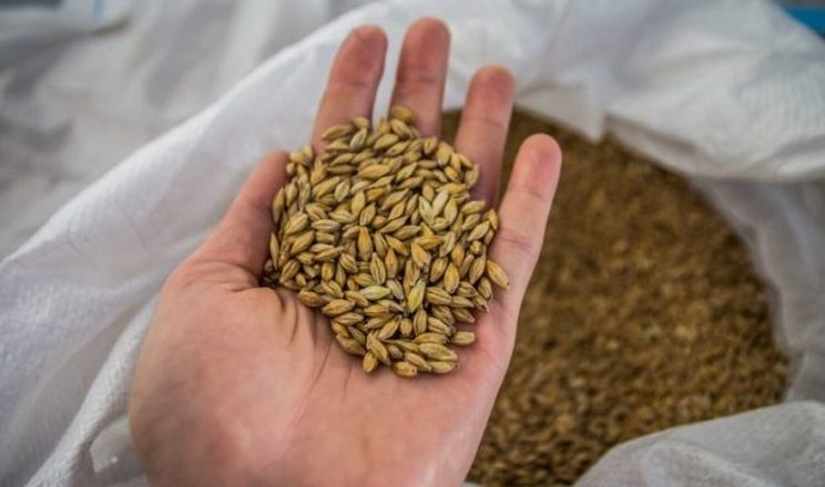 Україна посіла 6 місце на світовому ринку експорту ячменю