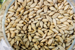 Ціни на ячмінь в портах України сягнули 11 тис. грн/т