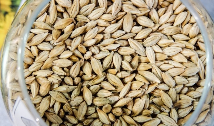 Ціни на ячмінь в портах України сягнули 11 тис. грн/т