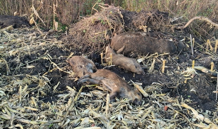 На Тернопільщині у диких свиней виявили АЧС