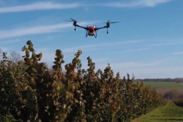 Квадрокоптери збільшили врожай фундука на Хмельниччині на третину