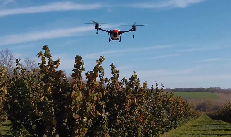 Квадрокоптери збільшили врожай фундука на Хмельниччині на третину