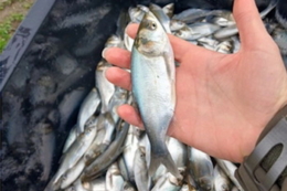 У чотирьох областях до водойм випустили молодь риб