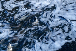 Історичне зариблення Канівського водосховища на Київщині