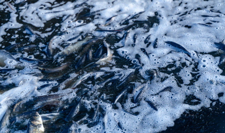 Історичне зариблення Канівського водосховища на Київщині