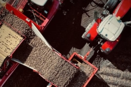 «Контінентал» завершує сезон картоплі з приростом урожайності