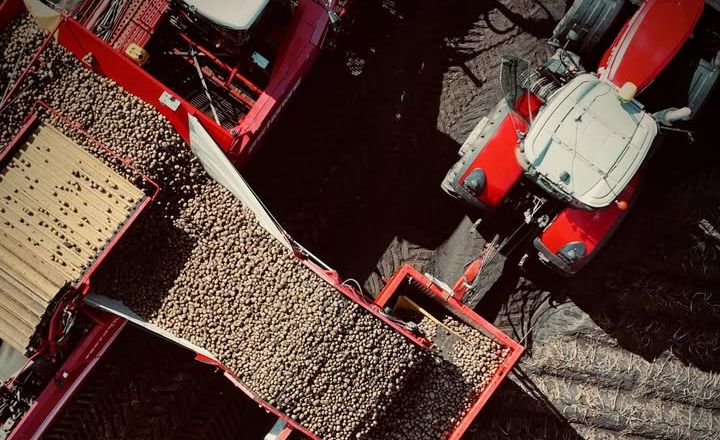 «Контінентал» завершує сезон картоплі з приростом урожайності