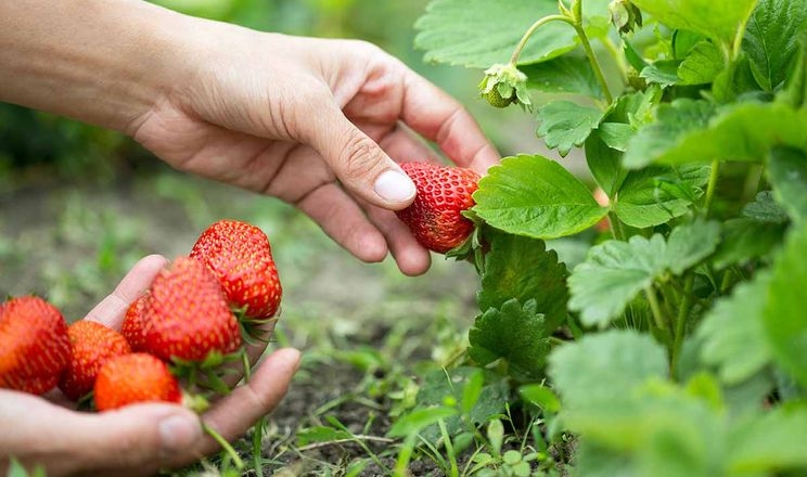 Іноземні збирачі можуть з’явитися на українських ягідниках