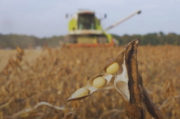 Урожайність сої на Буковині вища за середньоукраїнську