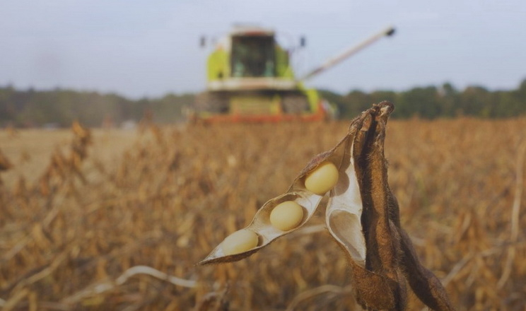 Урожайність сої на Буковині вища за середньоукраїнську