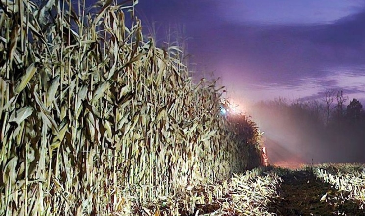 Жнива пізніх культур завершуються в «Агропросперіс»