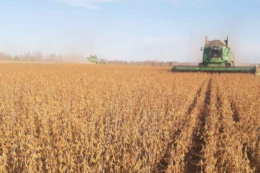 Житомирський кластер Agricom Group обмолотив 90% посівів сої