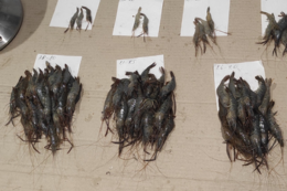 Креветки Хаджибейського лиману: один вид – у депресії, інший розмножується