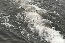 Водойми кількох областей поповнилися близько 140 тис. рибин