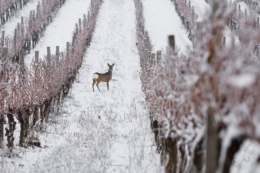 Закарпатські виноградники увійшли до списку 50 найгарніших у світі