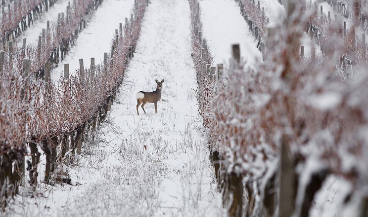 Закарпатські виноградники увійшли до списку 50 найгарніших у світі
