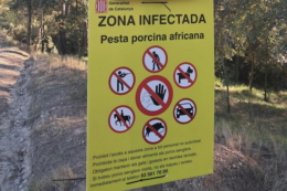 АЧС у Іспанії змінює баланс сил на світовому ринку свинини