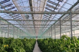 Наноскло для теплиць перетворює ультрафіолет на червоне світло для росту рослин