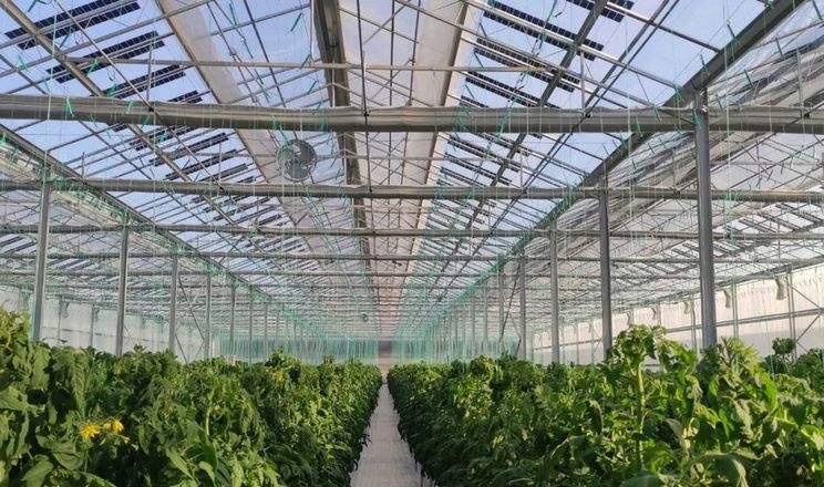 Наноскло для теплиць перетворює ультрафіолет на червоне світло для росту рослин