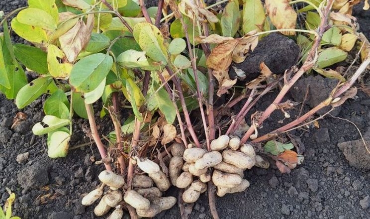 «Агротрейд» зібрав арахіс, попри відсутність спеціальної техніки