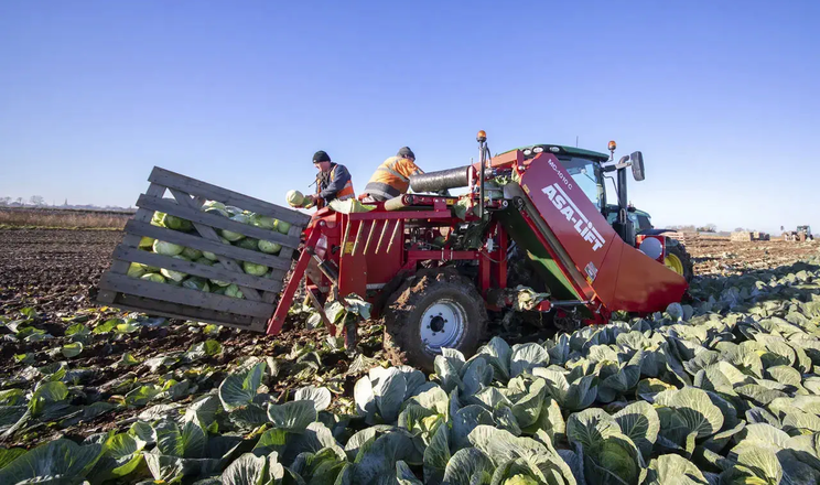 Замість робітників: на Сумщині запустили капустозбиральний комбайн