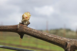Виноград найбільш вразливий для заморозків на ранніх стадіях розвитку