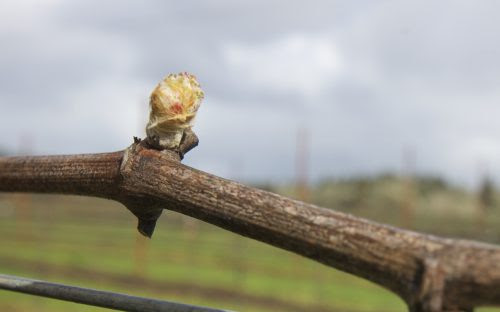 Виноград найбільш вразливий для заморозків на ранніх стадіях розвитку