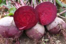 На черкаських полях після граду столовий буряк замінив пшеницю