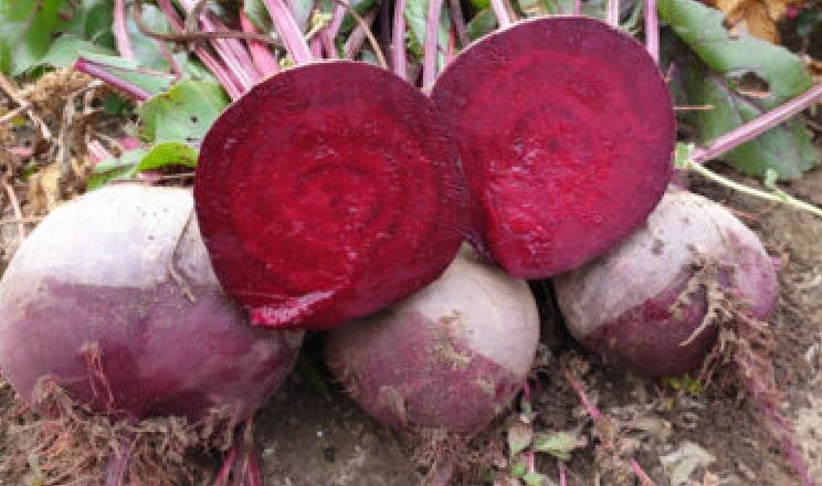 На черкаських полях після граду столовий буряк замінив пшеницю