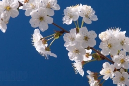 Пошкодження цвіту вишні фіксуються лише за температур нижче –4°C