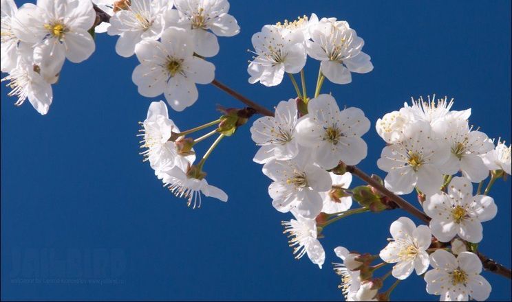 Пошкодження цвіту вишні фіксуються лише за температур нижче –4°C