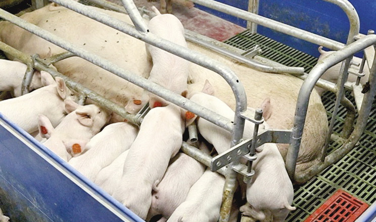 Жовківський ППР отримує до 19,5 живонароджених поросят на опорос