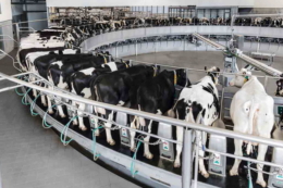 «Астарта» встановлює нові доїльні зали на молочних фермах