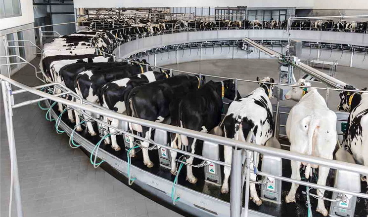 «Астарта» встановлює нові доїльні зали на молочних фермах